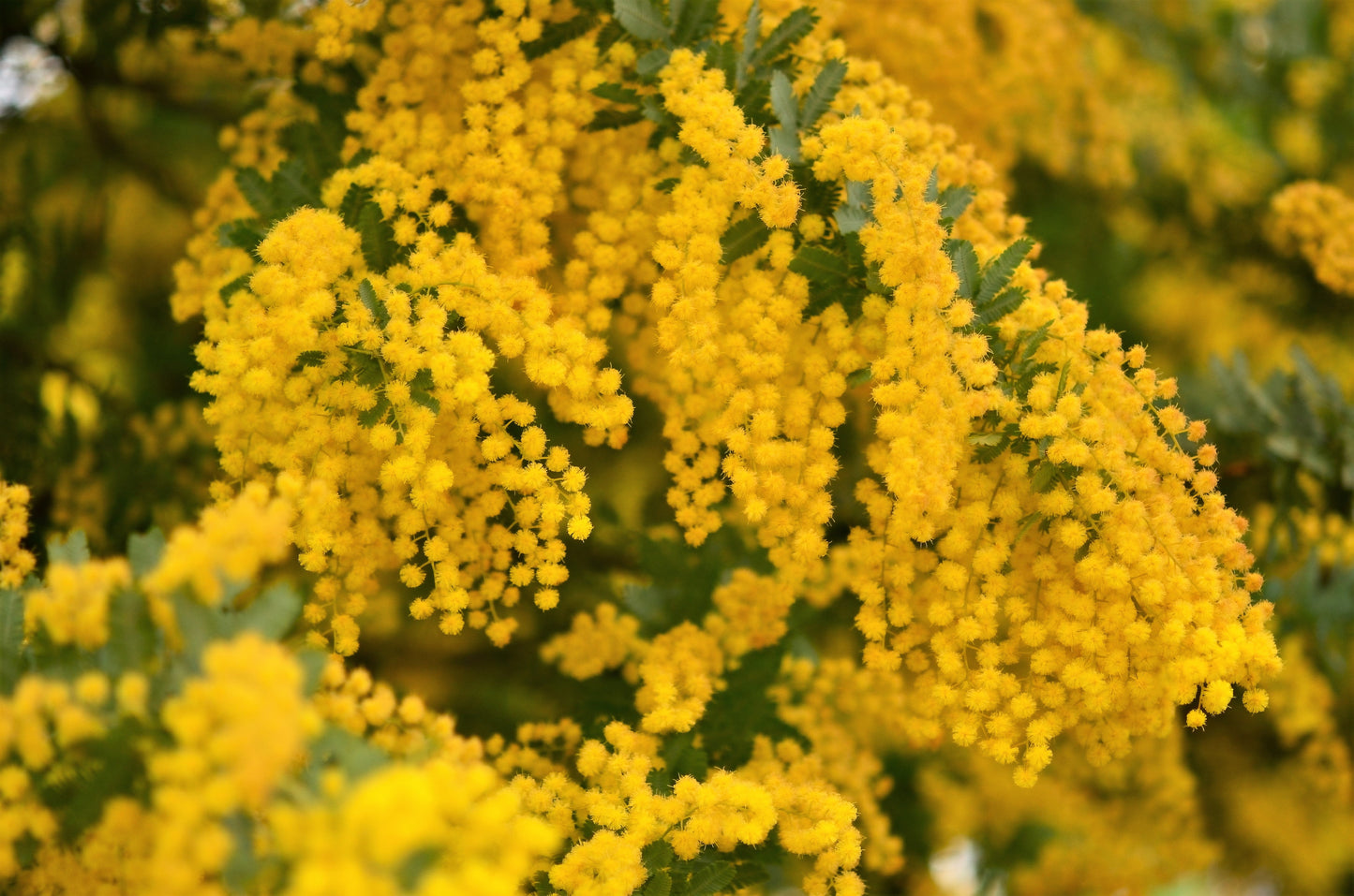 10 Golden Mimosa (Acacia Baileyana) Seeds
