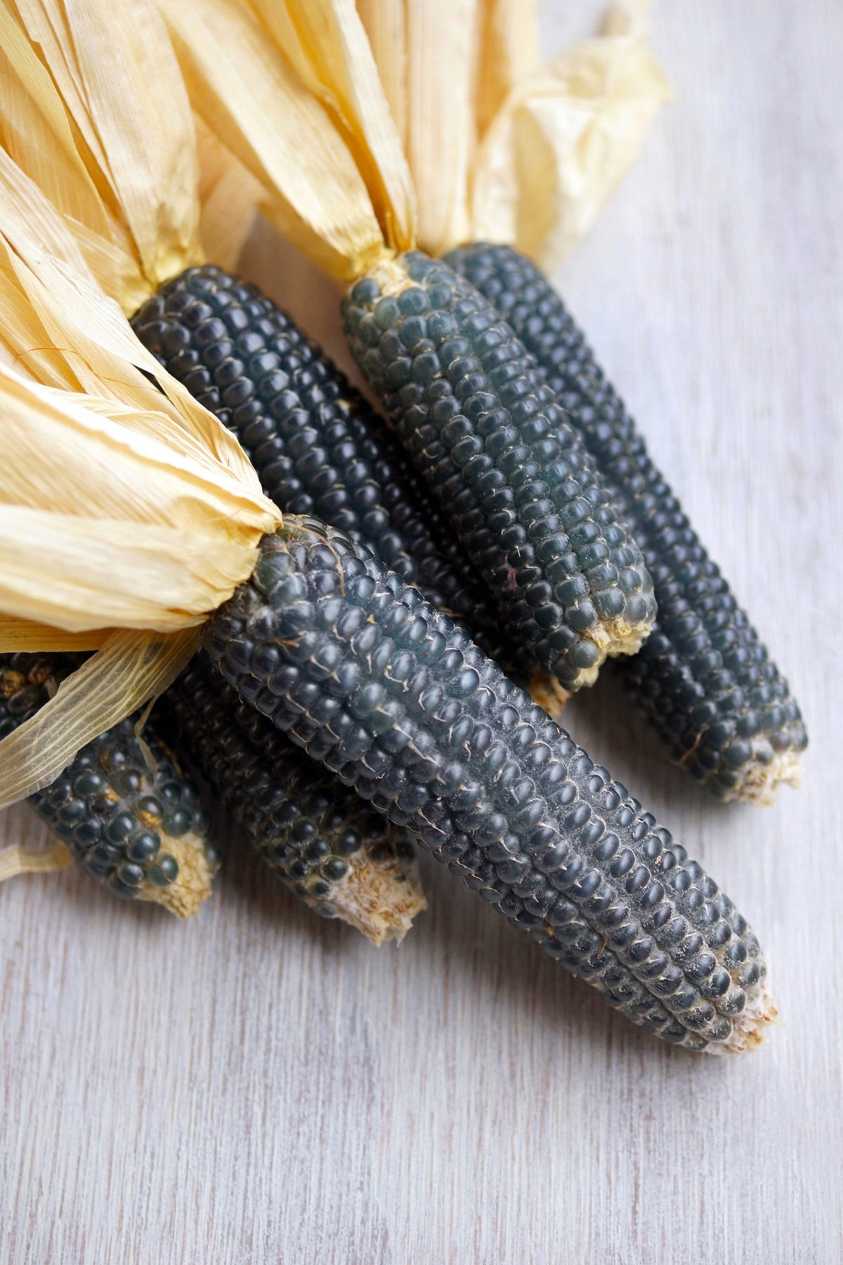 Blue Popcorn (Zea mays) Seeds – 50 ct