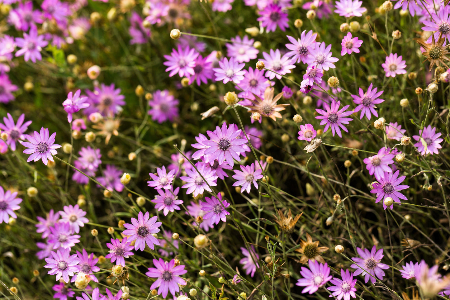 300 Immortelle (Xeranthemum) Seeds
