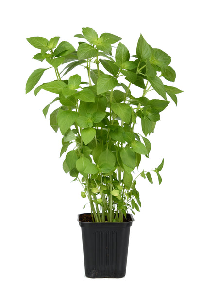 1500 Lemon Basil (Ocimum Basilicum) Seeds