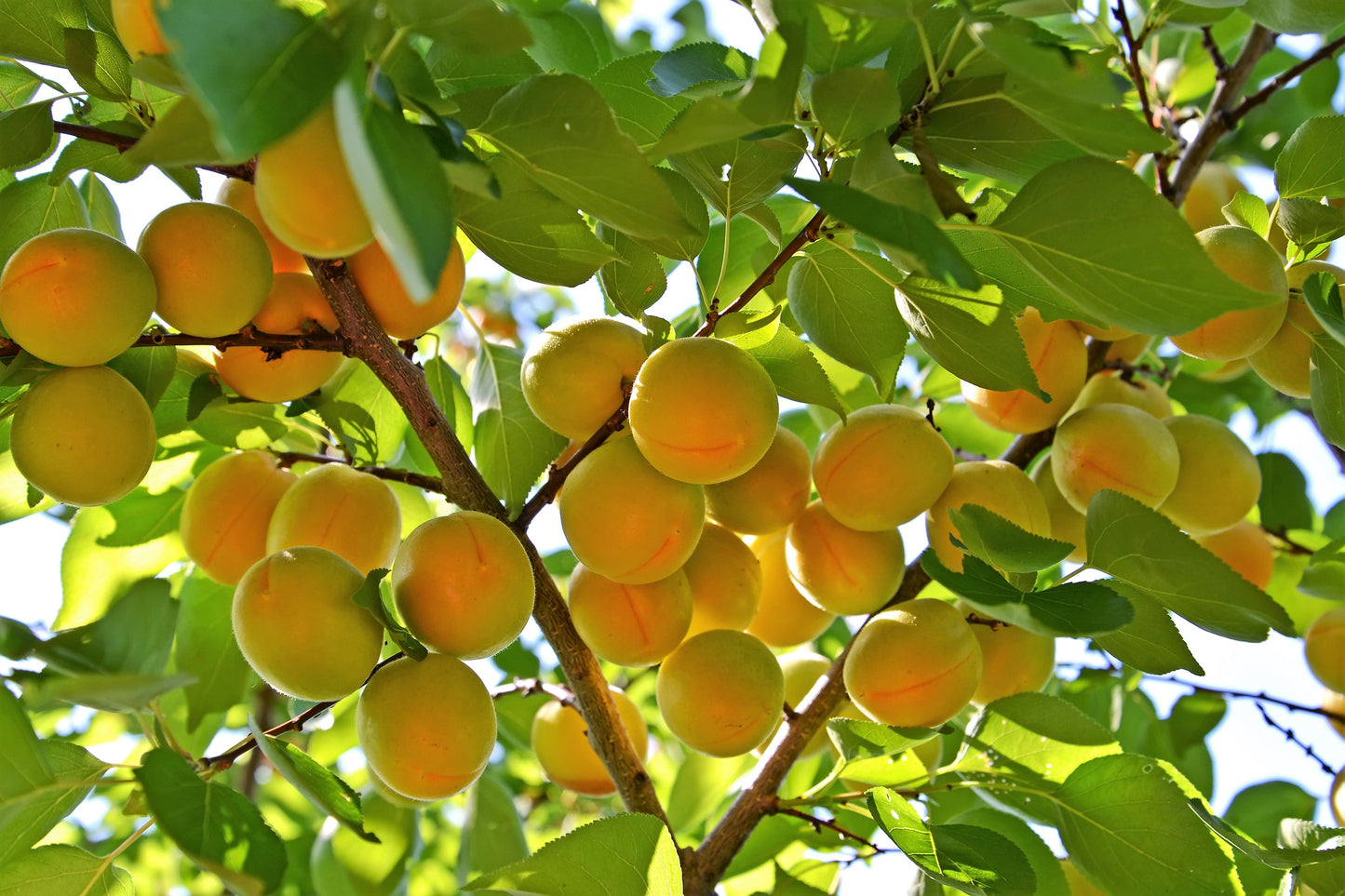5 Common Apricot Tree (Prunus Armeniaca) fSeeds