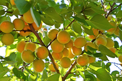 5 Common Apricot Tree (Prunus Armeniaca) fSeeds