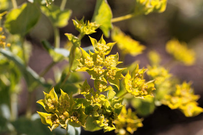 100 Green Gold Bupleurum (Griffithii Rotundifolium) Seeds