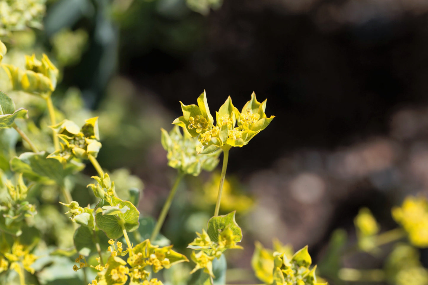 100 Green Gold Bupleurum (Griffithii Rotundifolium) Seeds