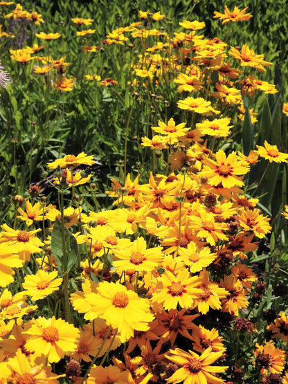 Lanceleaf Coreopsis (Coreopsis lanceolata) Seeds – 1,000 ct