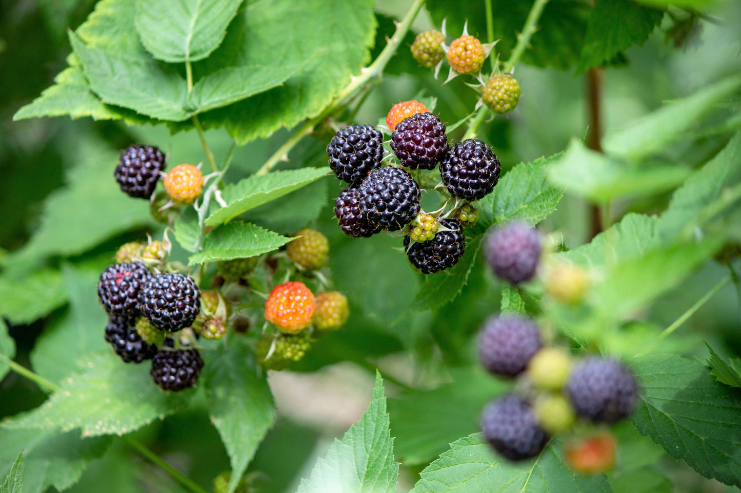 50 Black Raspberry (Rubus Leucodermis) Seeds
