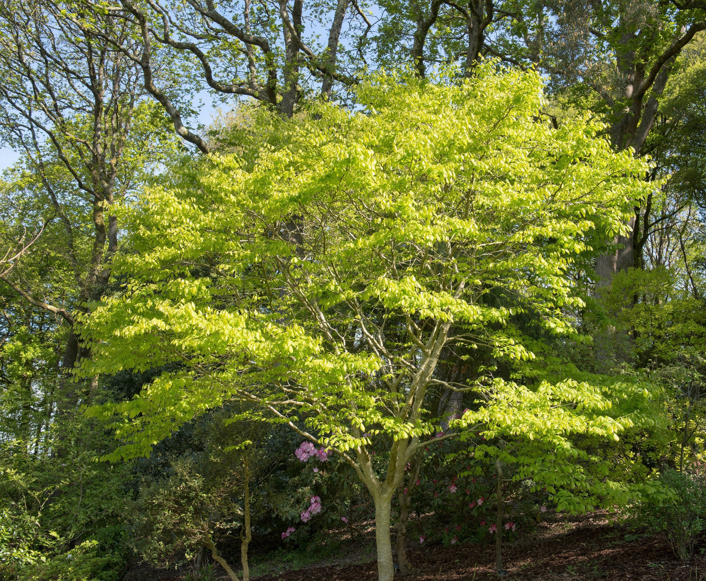 10 Yellow Ash Tree (Cladrastis Lutea Kentukea) Seeds