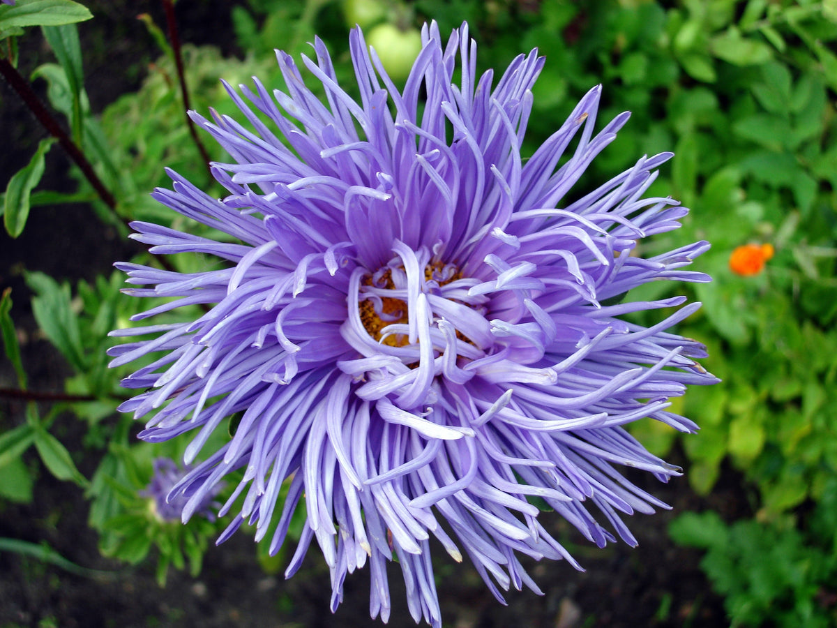 Violet Needle Aster (Callistephus chinensis) Seeds – 30 ct