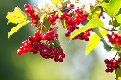 30 EUROPEAN CRANBERRY / SNOWBALL Tree Guelder Rose Viburnum Opulus Red Fruit White Flower Seeds