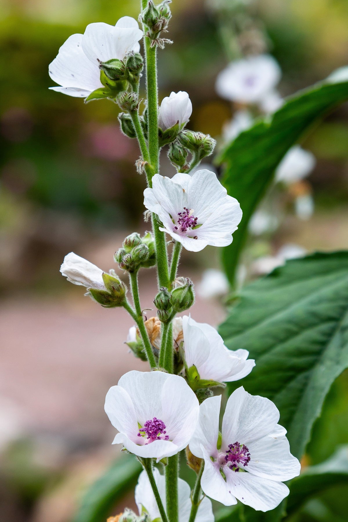White Marsh Mallow (Althaea officinalis) Seeds – 50 ct