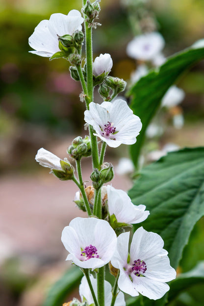 White Marsh Mallow (Althaea officinalis) Seeds – 50 ct
