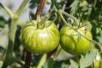 50 Green Zebra Tomato (Lycopersicon) Seeds