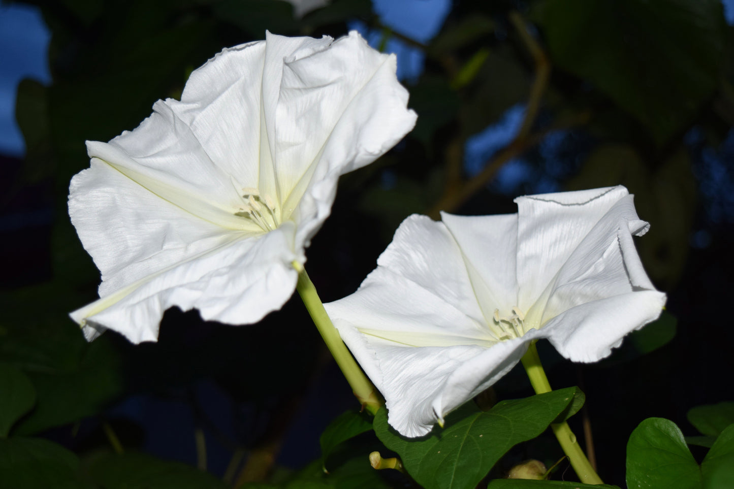 50 Moon Flower (Ipomoea Alba) Seeds