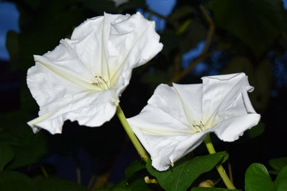 50 Moon Flower (Ipomoea Alba) Seeds