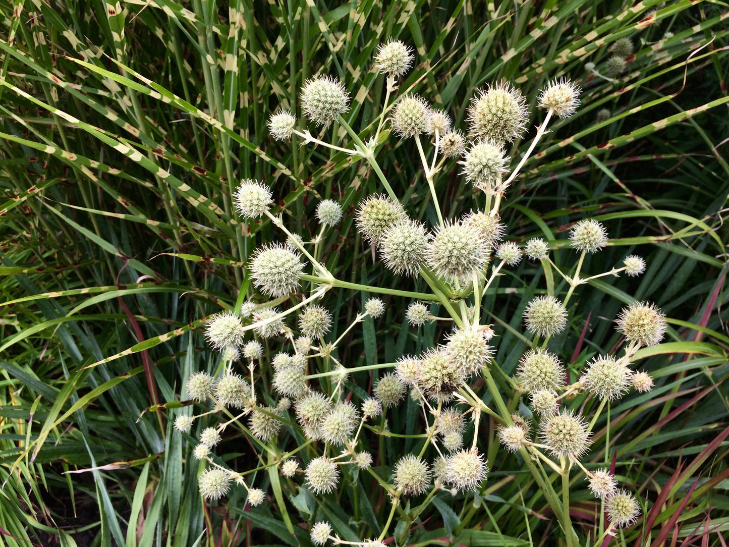 200 Rattlesnake Master / Button Snakeroot  (Eryngium Yuccifolium) Seeds