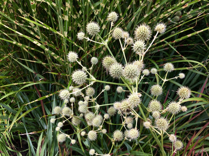 200 Rattlesnake Master / Button Snakeroot  (Eryngium Yuccifolium) Seeds