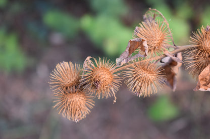 200 Burdock (Arctium Lappa) Seeds