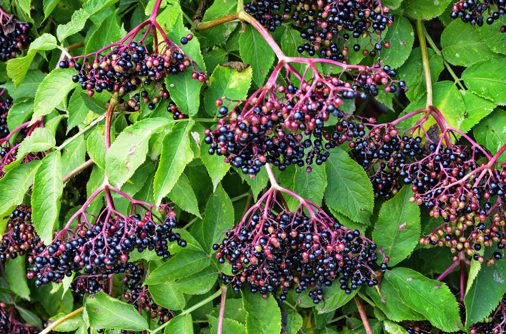 500 American ELDERBERRY (Sambucus Nigra Canadensis) Seeds