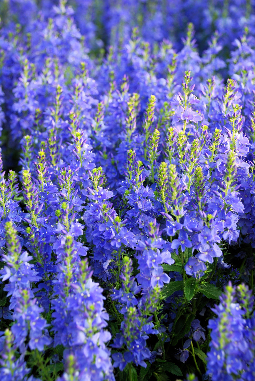 75 Royal Blue Speedwell (Veronica Austriaca Teucrium) Seeds
