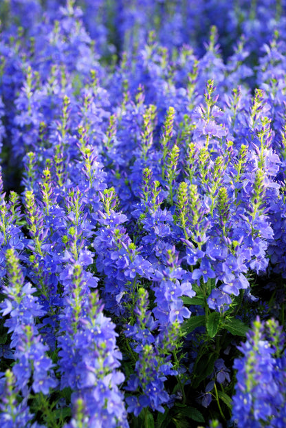 75 Royal Blue Speedwell (Veronica Austriaca Teucrium) Seeds