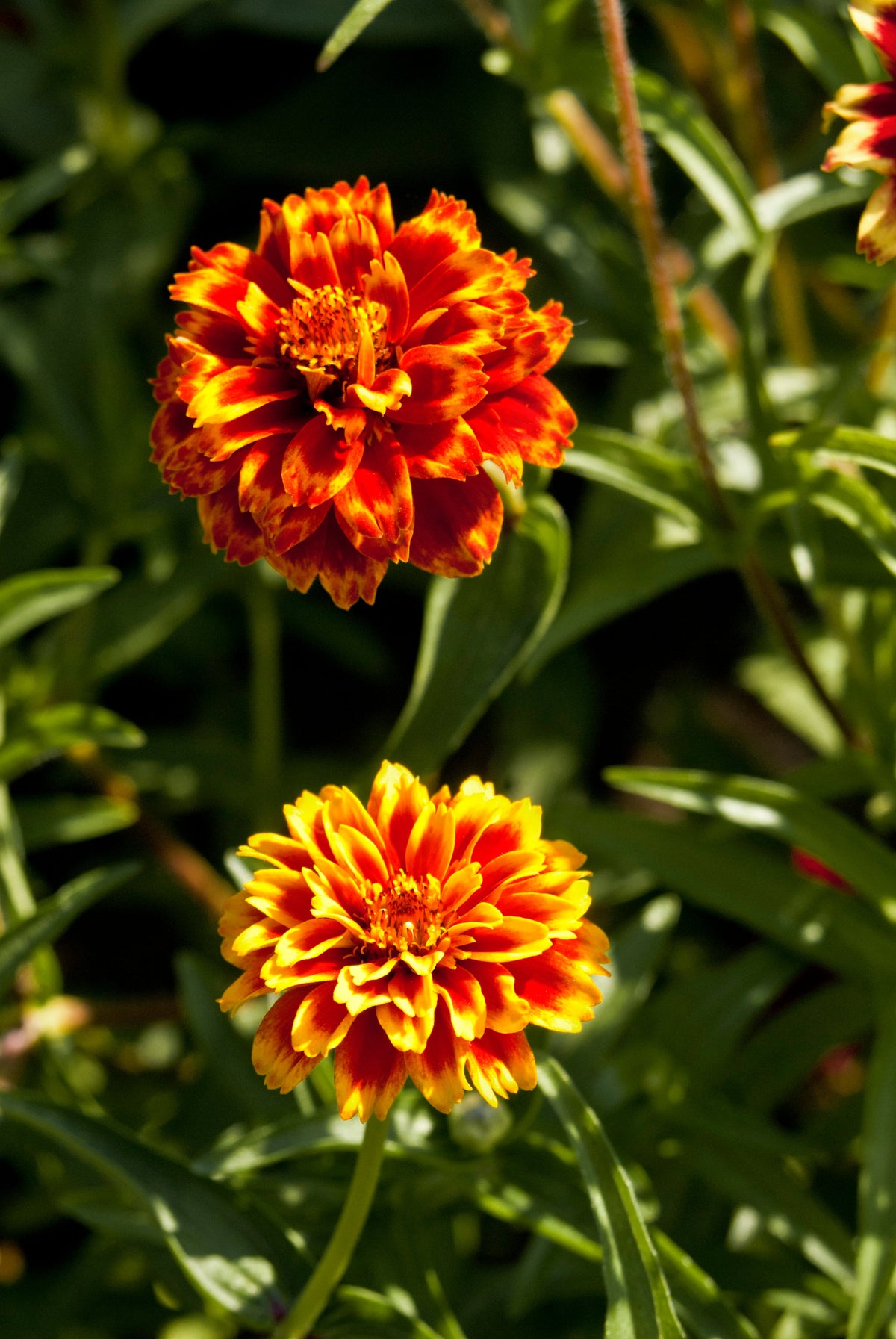 75 Mixed Colors PERSIAN CARPET ZINNIA Zinnia Haageana Flower Seeds