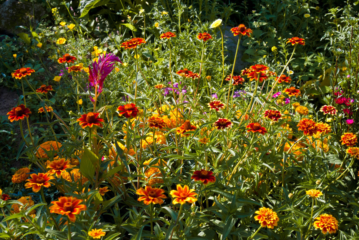 75 Mixed Colors PERSIAN CARPET ZINNIA Zinnia Haageana Flower Seeds