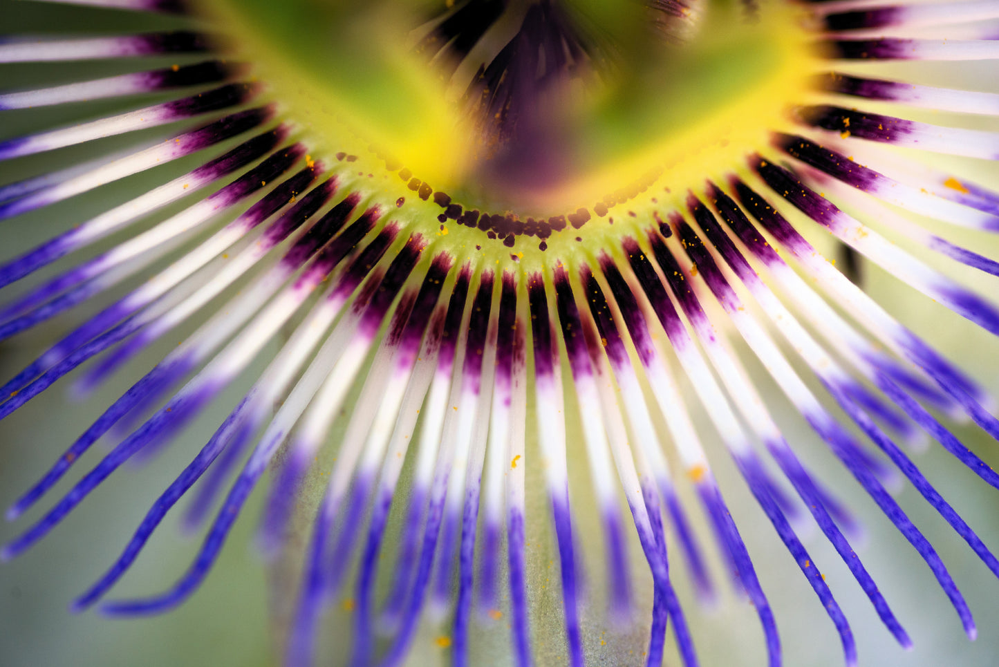 20 Purple Passion Fruit (Granadilla Passiflora Edulis ) Seeds