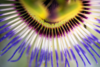 20 Purple Passion Fruit (Granadilla Passiflora Edulis ) Seeds