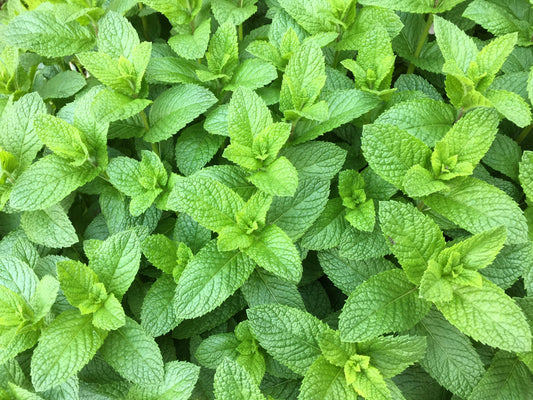 Spearmint (Mentha spicata) Seeds – 500 ct