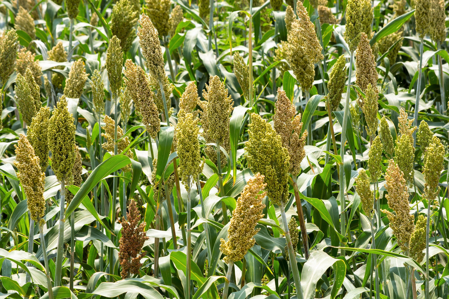 500 Browntop Millet (Urochloa Ramosa Panicum Brachiaria) Seeds