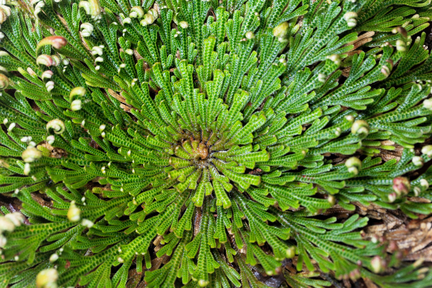 Live Resurrection Plant (Rose of Jericho, Dinosaur Fern)