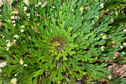 Live Resurrection Plant (Rose of Jericho, Dinosaur Fern)