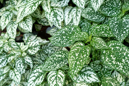 10 Dwarf White Polka Dot Plant (Hypoestes Phyllostachya) Seeds