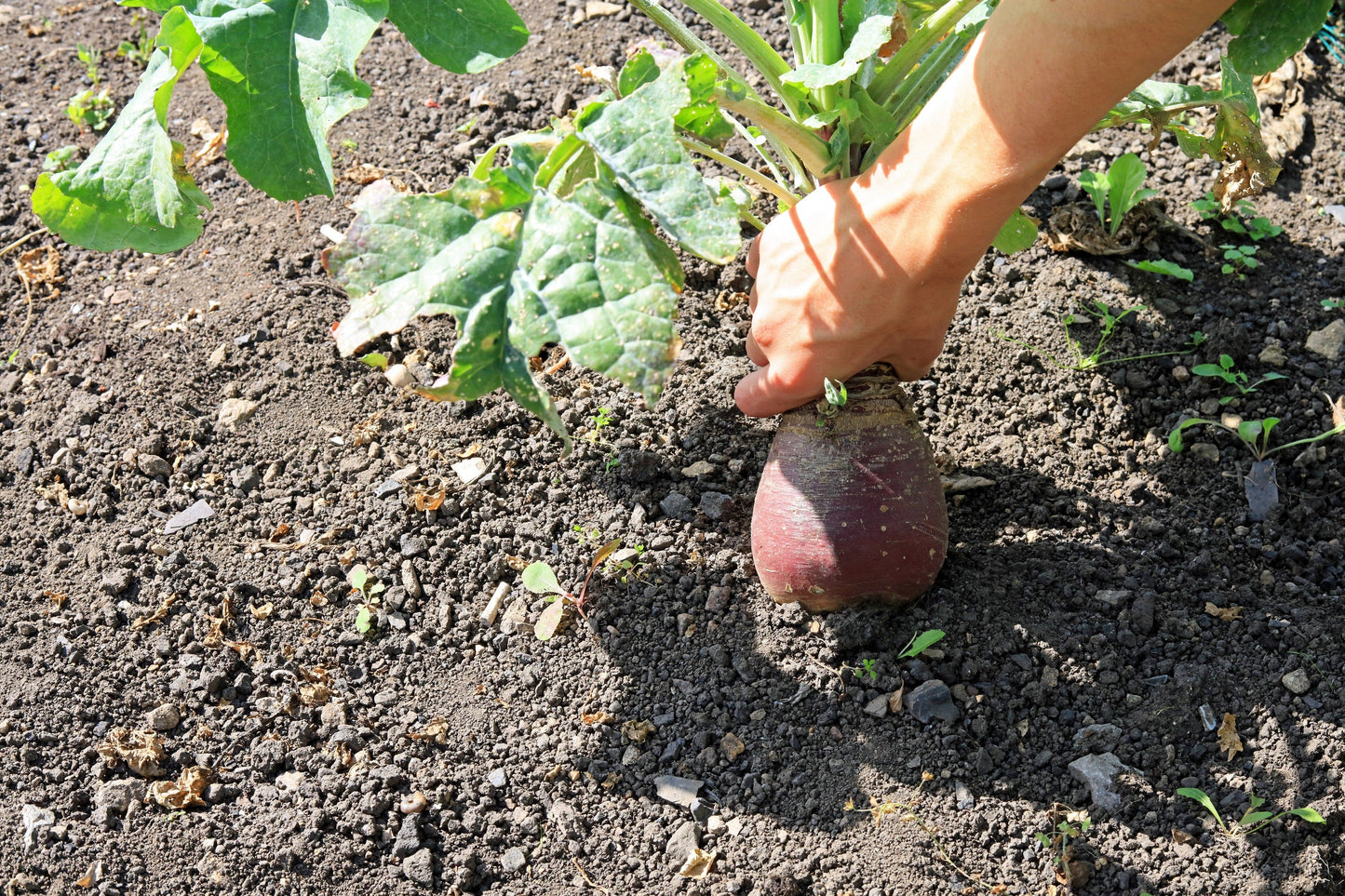 3000 Laurentian Rutabaga (Brassica Napus) Seeds