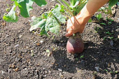 3000 Laurentian Rutabaga (Brassica Napus) Seeds