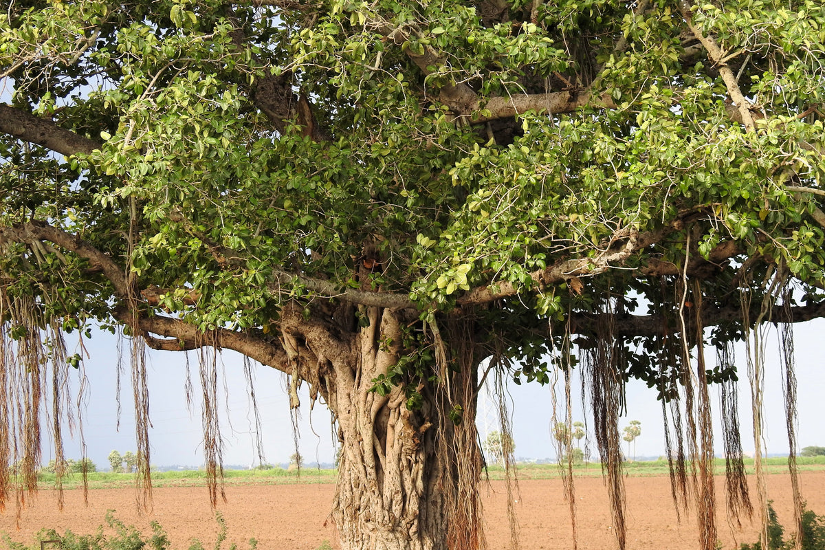 Banyan Fig (Ficus benghalensis) Seeds – 50 ct