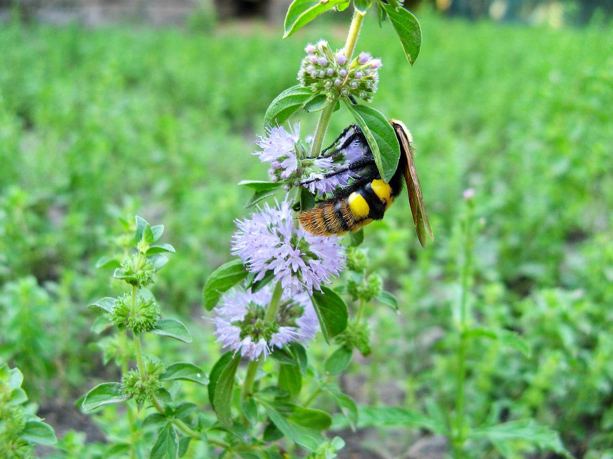 200 PENNYROYAL Mint Mentha Pulegium Herb Purple Flower Seeds