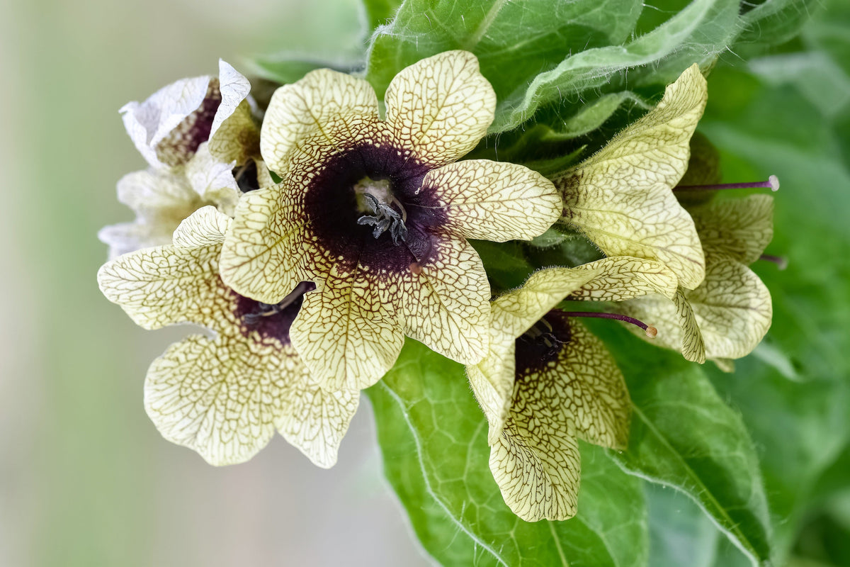 Black Henbane (Hyoscyamus niger) Seeds – 200 ct
