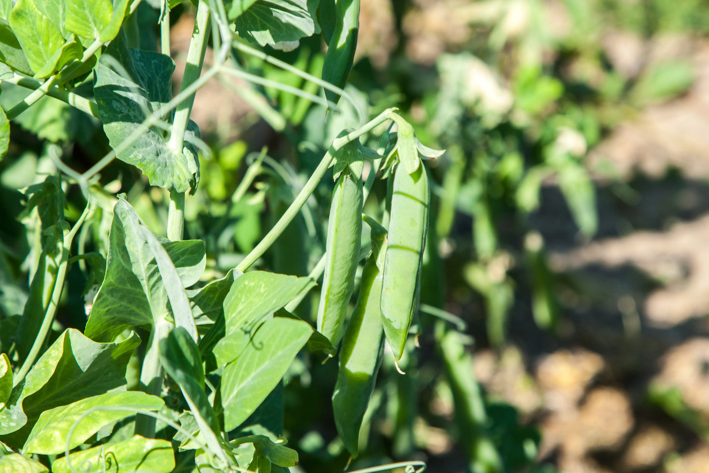 50 Austrian Winter Pea (Pisum Sativum) Seeds
