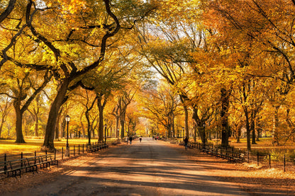 American Elm (Ulmus americana) Seeds – 25 ct