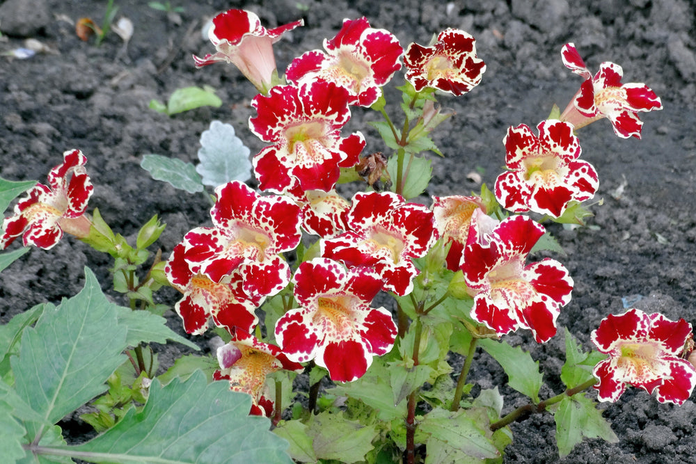 250 Tiger Monkey Flower (Mimulus Tigrinus) Seeds