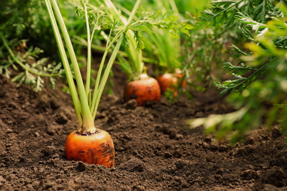 1500 Imperator 58 Carrot (Daucus Carota) Seeds
