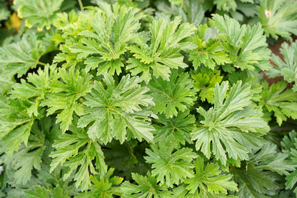 100 Chinese Motherwort (Leonurus Japonicus) Seeds