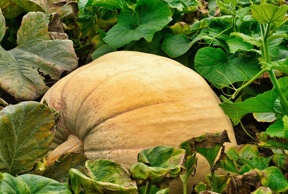 Mammoth Gold Pumpkin (Cucurbita maxima) Seeds – 25 ct
