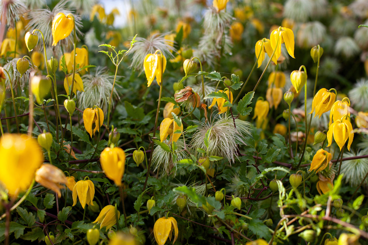 Radar Love Yellow Clematis (Clematis tangutica) Seeds – 10 ct