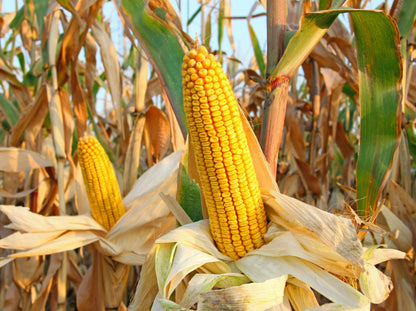 75 South American Yellow Popcorn (Zea Mays) Seeds