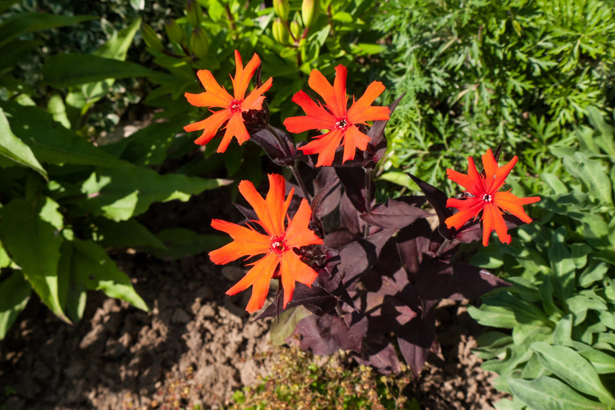 25 VESUVIUS CAMPION Red Orange Lychnis Arkwrightii Catchfly Flower Seeds