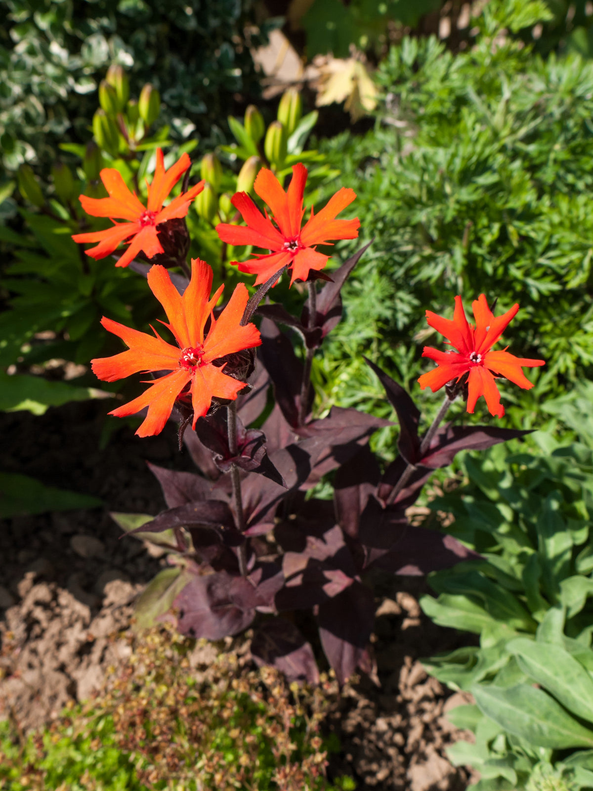 25 VESUVIUS CAMPION Red Orange Lychnis Arkwrightii Catchfly Flower Seeds