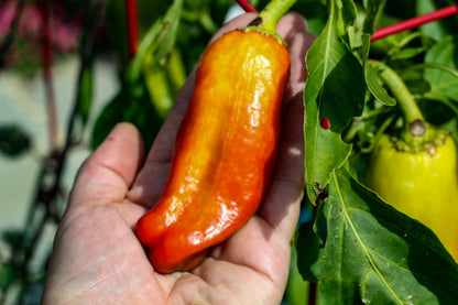 75 Cubanelle Pepper (Capsicum Annuum) Seeds