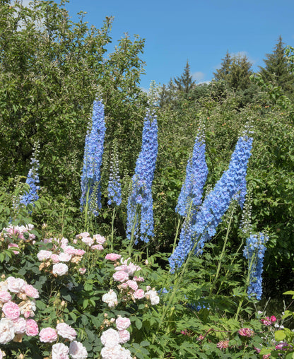 Blue With Pink Rocket Larkspur (Consolida ajacis) Seeds – 350 ct